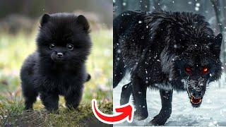 Before & After Animals Growing Up. Amazing Animal Transformation  #short #tiktok #animals