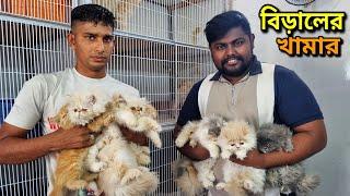 Persian Cat Price In Bangladesh | Cat Price In BD 2024 | আসোল পার্সিয়ান বিরালের দাম জানুন