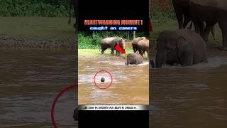 "A brave elephant saved a man's life !  #wildlifefacts, #BraveElephant , #trendingAnimalsvideo.