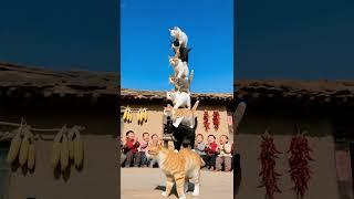 7 cats are stacked layer by layer. The cat at the bottom is really amazing