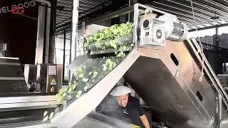 Frozen Broccoli Processing Line#frozen #iqf #Liquid Nitrogen#tunnelfreezer