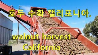 호두 수확 작업. (미국의 밥상 캘리포니아) walnut harvest.