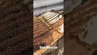 Bee Rescue from kitchen cabinet