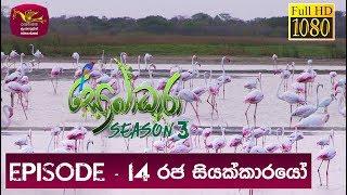 Sobadhara - Sri Lanka Wildlife Documentary | 2019-06-21 | Greater Flamingo Bird in Sri Lanka