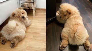 Cute Chow Chow - Chow Chow Puppy - Chow Chow - Chow Chow Dogs compilation #1