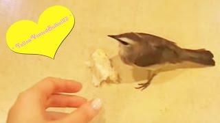 * Amazing Birdie* bulbul steals bread, VERY SATISFIED