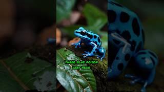 Top 5 Deadliest Frogs and Toads #animalfacts #animals #wildlife