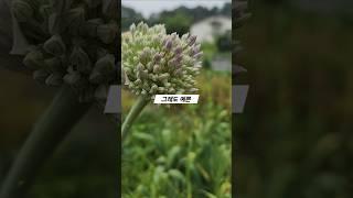 올해도 피었네요