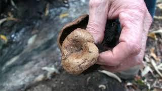 Paxillus involutus