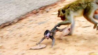 Mother Monkey Kills Her Baby