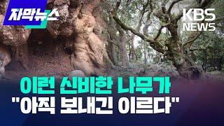 [자막뉴스] 제주 500살된 신성한 천연기념물 "이대로 보내긴 이르다" / KBS 2024.01.20.