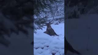 #hunting #deerhunting #deer NORDIC WILD HUNTER