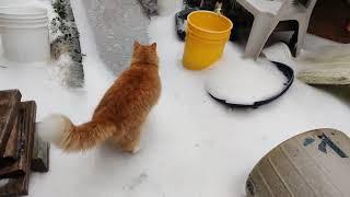 Cat on ice #cat #animals #cute #beautiful #icestorn