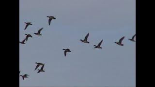 Enten auf nordwestdeutschen Gewässern. Ducks. Ein Video von KLAUS TAUX