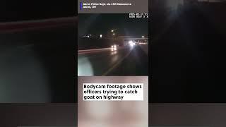 Officers worked together to wrangle up a runaway goat on a highway.  #police #bodycam #goat #ohio