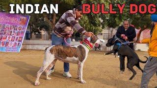 INDIAN BULLY DOG POWERFUL THAN PAKISTANI BULLY #india