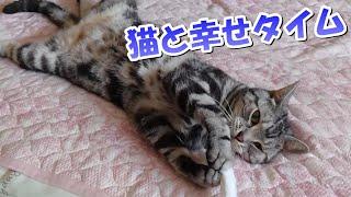 猫がいると幸せだー！ボーナスタイムのソラさん（アメリカンショートヘア）