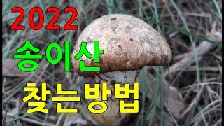 송이산 찾는방법 #송이버섯 산행