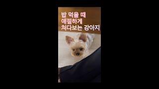 밥 먹을 때 애절하게 쳐다보는 강아지  #요키 #요크셔테리어 YorkshireTerrier, 요크셔테리어의 일상