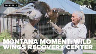 Montana Moment: Montana Wild Wings Recovery Center cares for injured, orphaned raptors