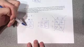 Lethal Allele Problem Solution