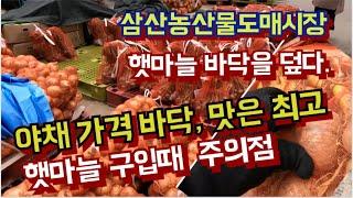 햇마늘 엄청 쏟아지다.  구입시기  알려 드려요.
