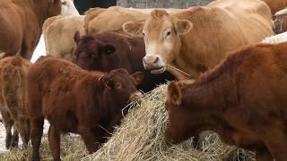 Grass Fed Beef Farming in Ontario, Canada - Nutrafarms