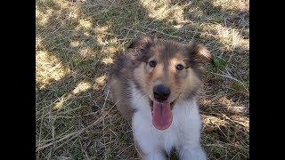 Welcome home Roxy! Rough collie puppy fun and triks|Marvelous Pets