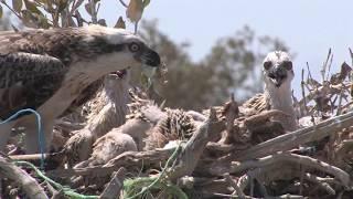 Oasis of hope…a journey through Egypt’s Natural Heritage FULL VERSION