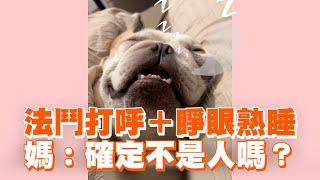 法鬥打呼＋睜眼熟睡　媽：確定不是人嗎？｜寵物動物