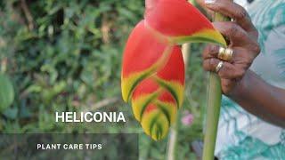 Heliconia - Simple propagation through division of its Rhizome and Plant Care tips.