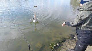 Feeding the Pelicans - Blanchetown Murray River S.A. #murrayriver #carp #pelicans