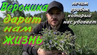 Вероника. Лечит грибок, который есть в каждом организме. Это надо знать всем!!!