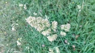 Dactylis glomerata (Barnyard grass)