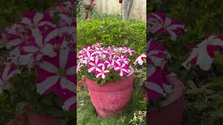 #youtubeshorts #gardening #flowers #beautiful #homegardening #nature 