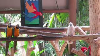 Lunch With Parrots Singapore Zoo | Most Beautiful Parrots Bird | Eso Pori