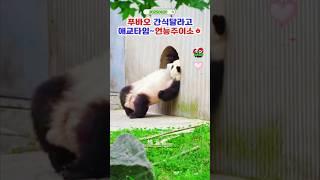 푸바오애교 예쁘게 봐주시고 맛난거 주세요 #푸바오실시간 #푸바오근황 #판다월드 #에버랜드 #아이바오 #러바오 #루이바오 #후이바오 #강바오 #송바오