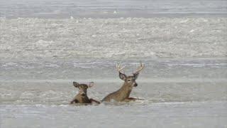 Ontario park warden jumps into icy waters to save two deer stranded in Rondeau Bay