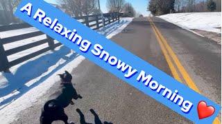 Relaxing Snow Day with Chickens and Dogs!