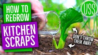 Don't Throw It, Grow It! How To Regrow Kitchen Scraps