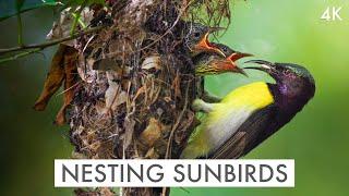 The Incredible World of the PURPLE RUMPED SUNBIRD - Part Of The Flock Ep. 5 | Nature Documentary