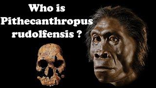 Who is Pithecanthropus rudolfensis ?