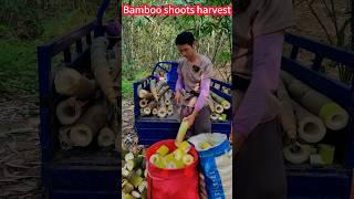 Fresh and delicious bamboo shoots harvest strategy! A Knife Cut, crispy。鮮嫩好吃的竹筍收成攻略！一刀刀切斷，香脆美味盡在其中