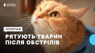 Рятують тварин після російських обстрілів: у Запоріжжі працює благодійна ветеринарна клініка