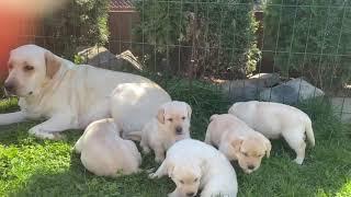 Cute Labrador puppies with mom