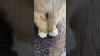 子猫販売ねこランド春日部西口店　　　　　　　　【これ何？】 #ペット #癒し #shorts #猫動画　#サイベリアン #猫 #ねこ