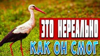 СЛОЖНО ПОВЕРИТЬ В ТО ЧТО СДЕЛАЛ ЭТОТ АИСТ - ТАКОГО Я НЕ ОЖИДАЛ ОТ АИСТОВ. Художник в ДЕРЕВНЕ