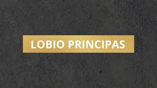 Lobio principas | Matthew Eckert