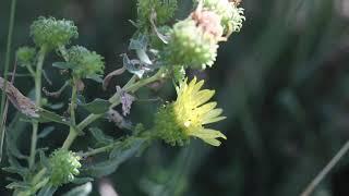 CURLYCUP GUMWEED (Grindelia squarrosa)