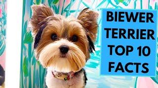 Biewer Terrier - TOP 10 Interesting Facts